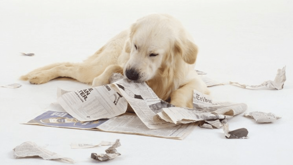 what-are-the-signs-that-indicate-a-dog-has-a-blockage