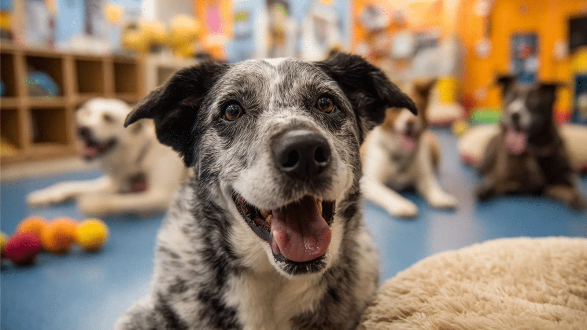 what is pet boarding