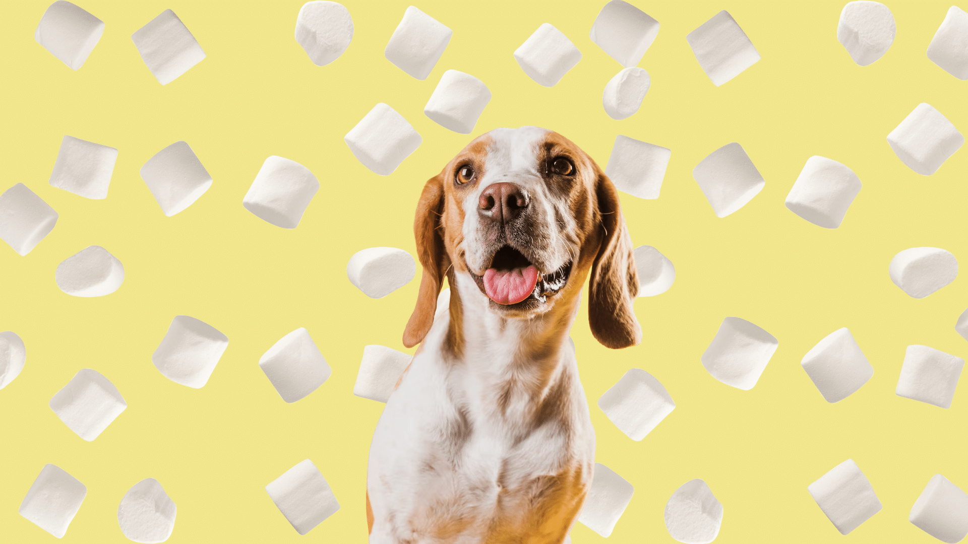 what-should-you-do-if-your-dog-ate-marshmallows