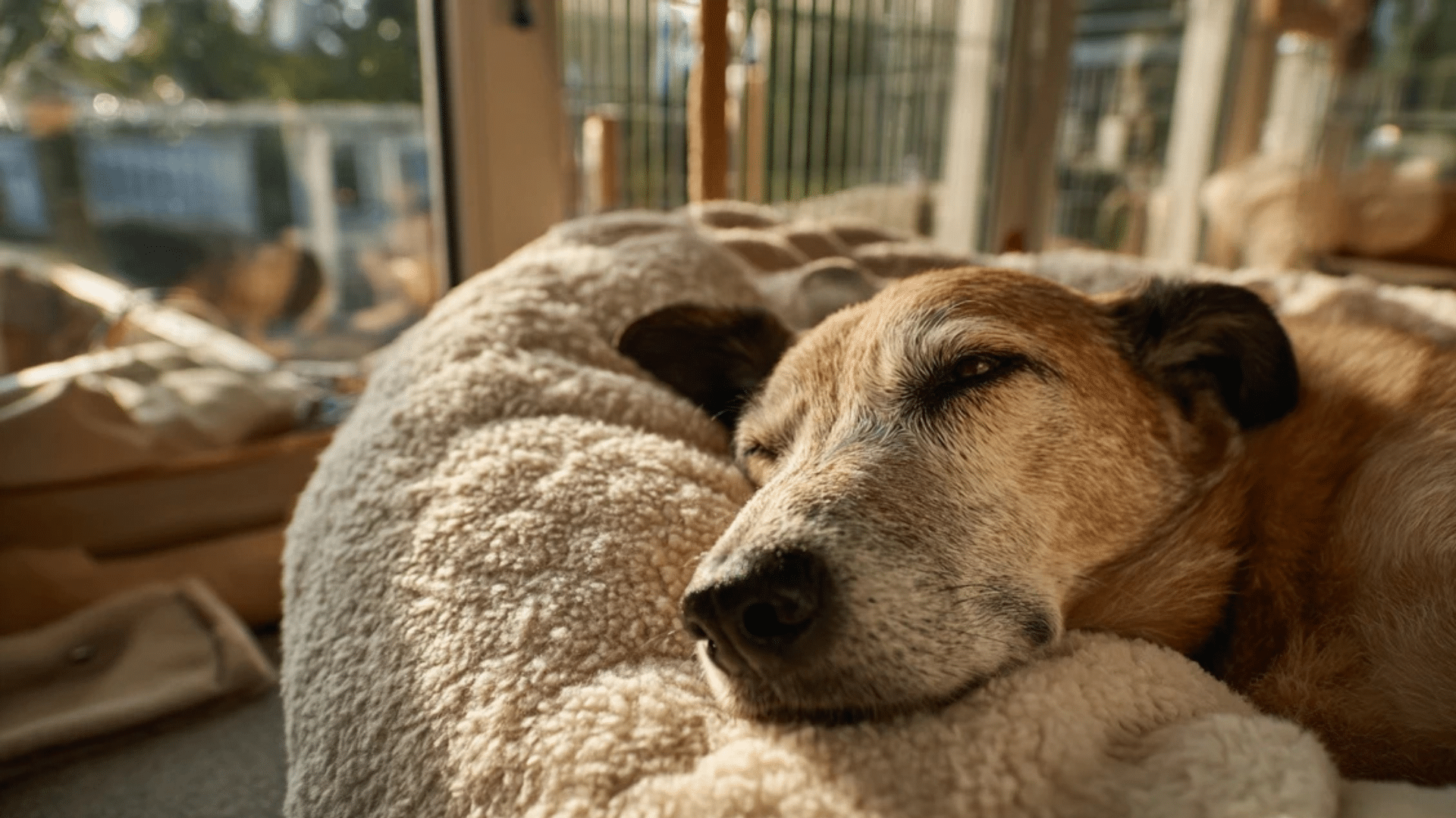 what-to-expect-during-your-dogs-boarding-stay