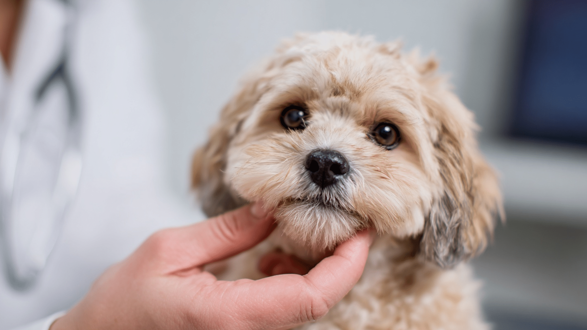 when-to-call-the-vet-and-treatment-options