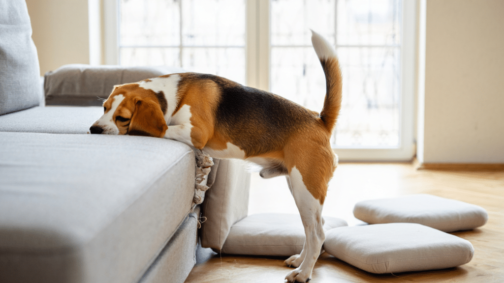 why do dogs dig on beds and couches