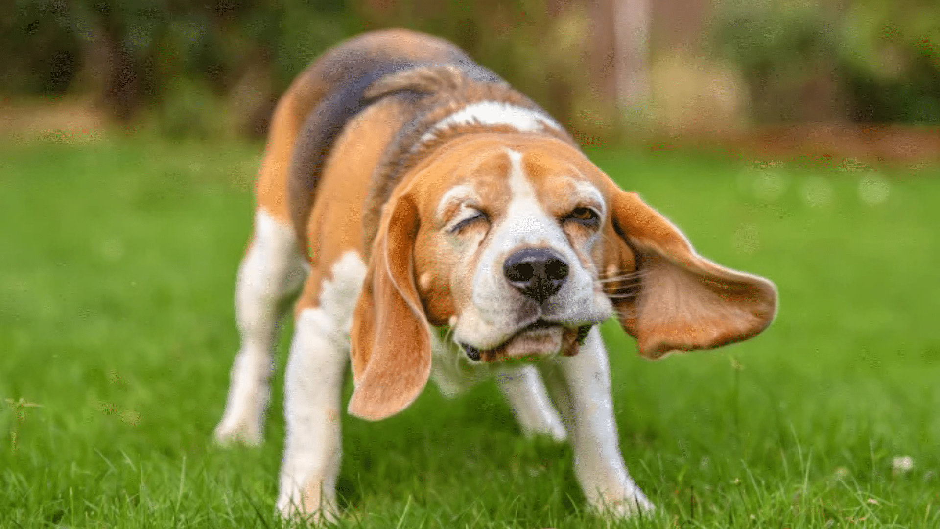 why does my dog keep shaking his head