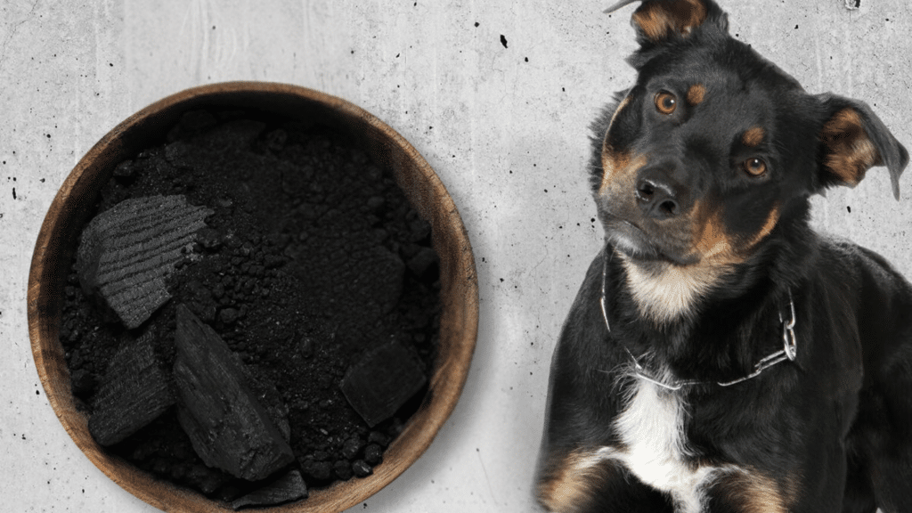 The Best Substitute for Activated Charcoal for Dogs