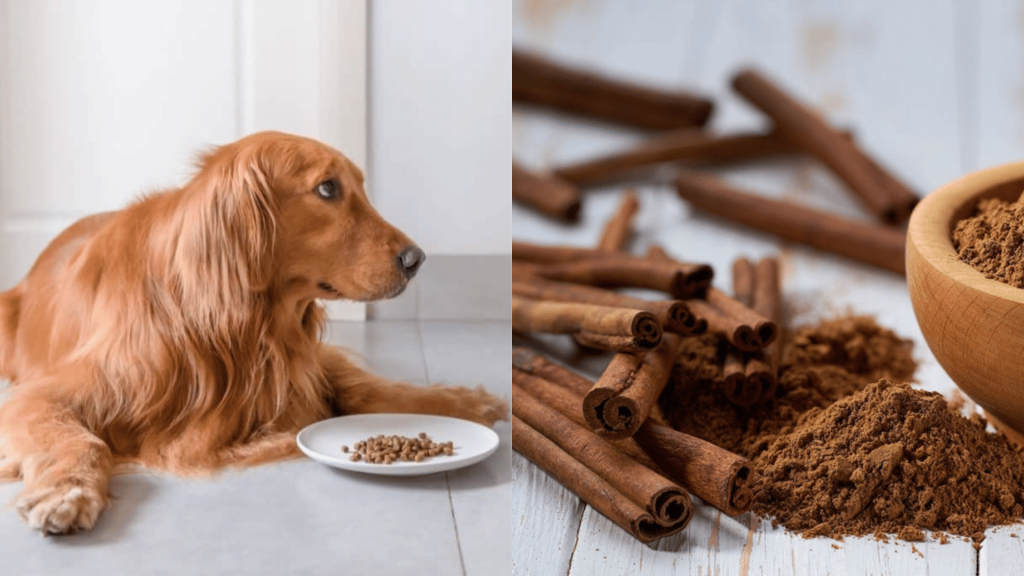 is cinnamon bad for dogs