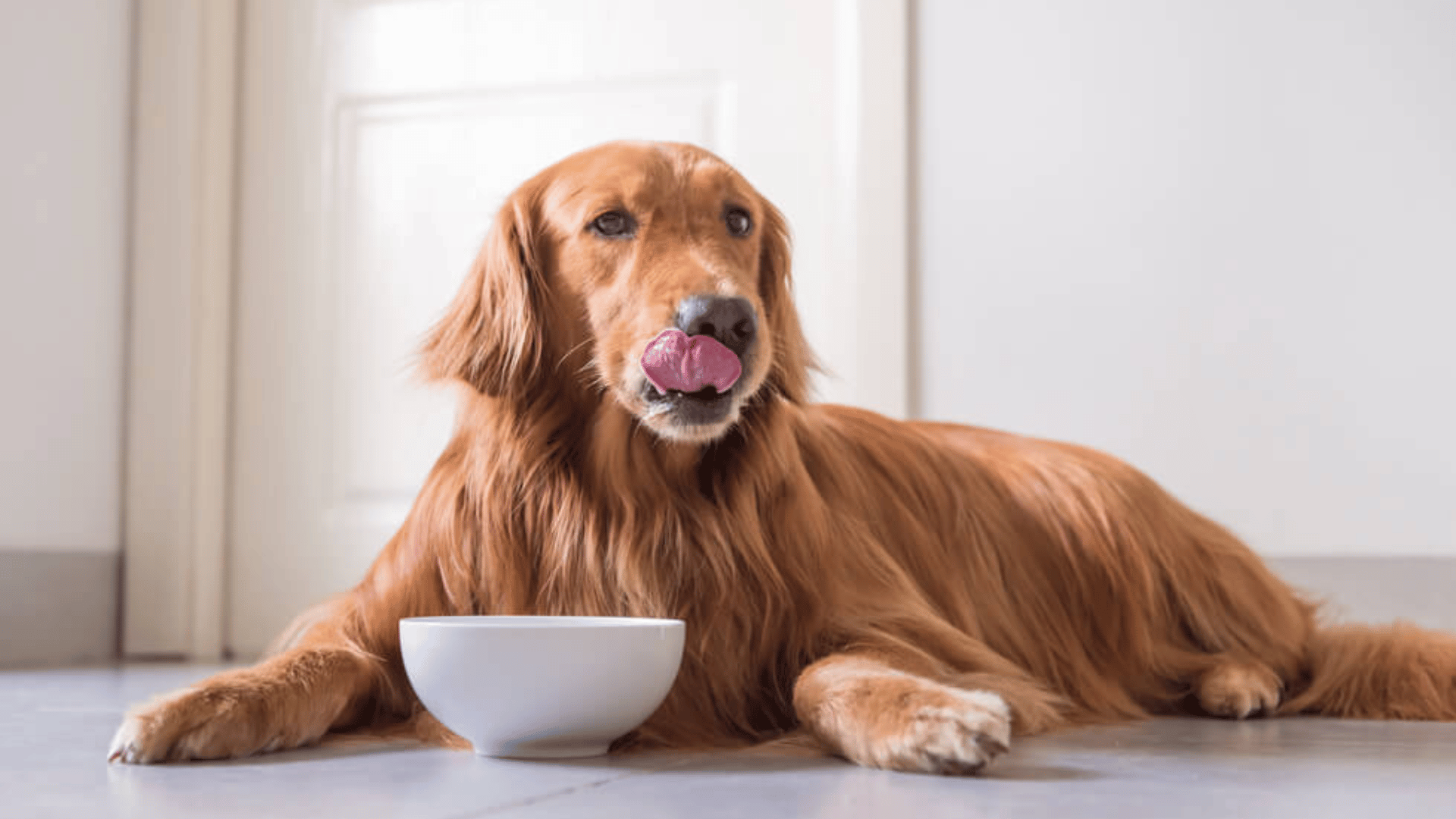 possible health benefits of cinnamon for dogs